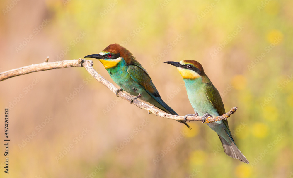 Obraz premium European bee-eater, merops apiaster. On an early sunny morning, an adult and a young bird are sitting on a dry branch. The sun beautifully illuminates them with soft rays