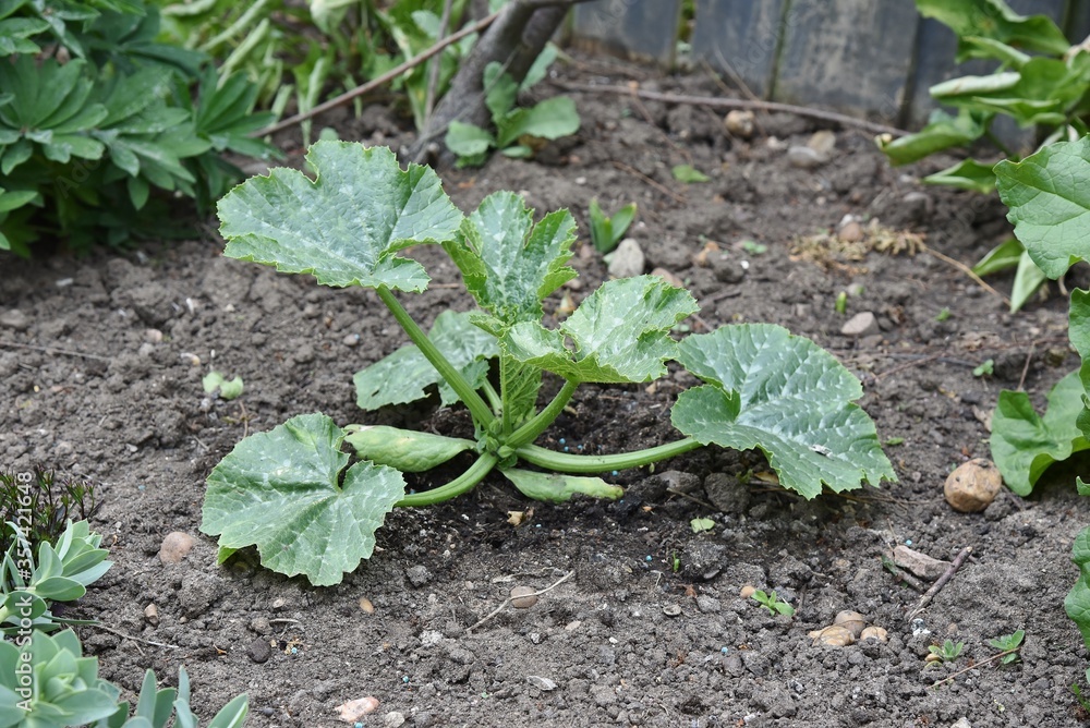 Courgette plant growing in the garden. Courgette plant growing in the garden.