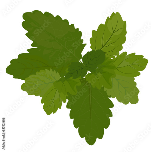 Stock vector illustration of fresh lemon balm mint. Spring mint green leaves close-up for medicine. Isolated on a white background. Thyme oregano