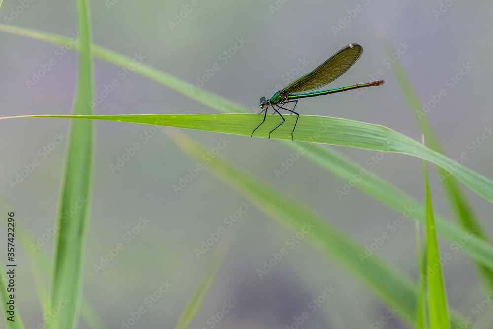Dragonfly on a blade of grass Dragonfly on a blade of grass