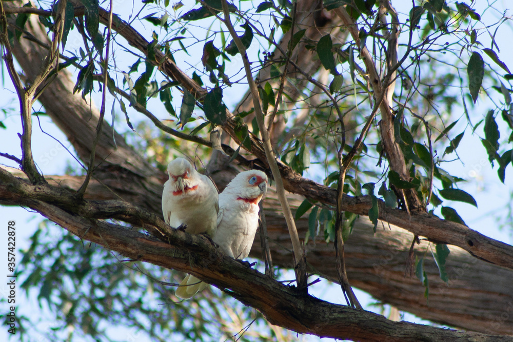 Australian Long Billed Corellas