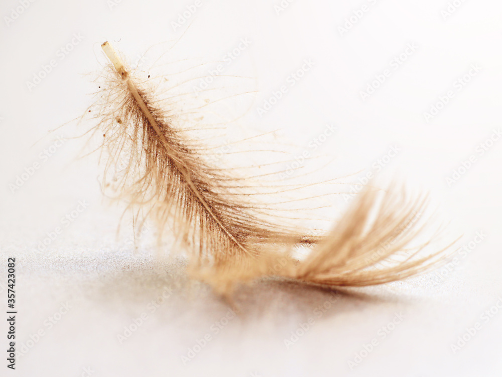 feather of a bird on a light background feather of a bird on a light background
