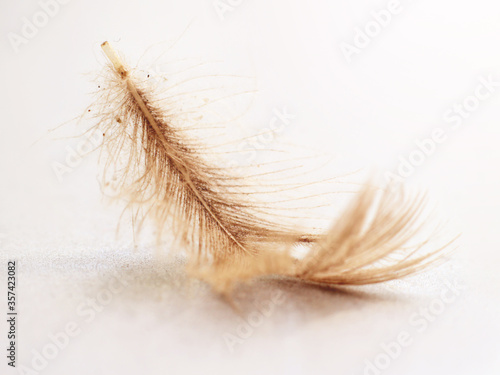 feather of a bird on a light background