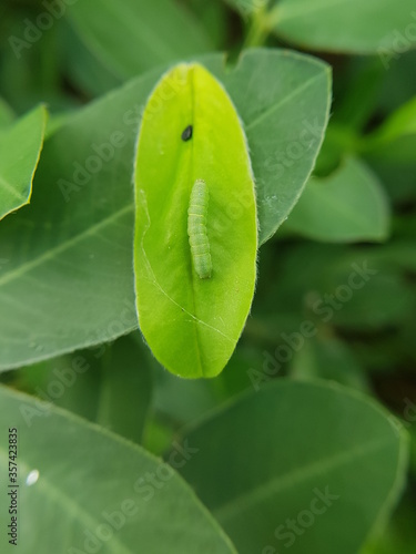 Beet armyworm (Spodoptera exigua) injure on peanut. photo