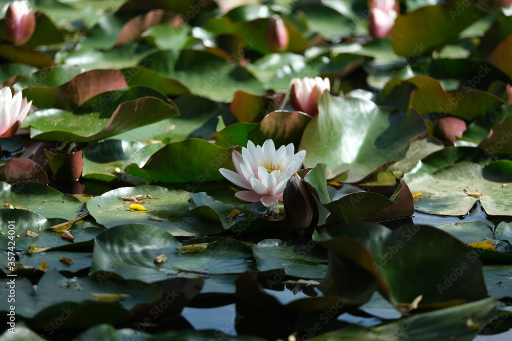 white lily blossomed nan water
white lily blossomed nan water