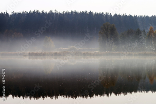 Bulrush and forest in the backlight are reflected in the water of the lake. © vladk213