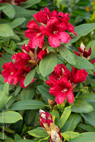 Rhododendron Hybrid Rabatz, Rhododendron hybrid photo