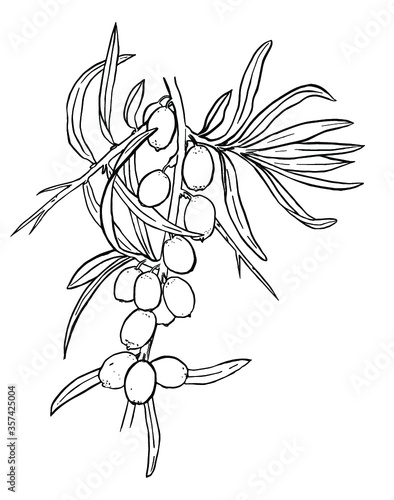 Branch of sandthorn with leaves and berries. Hand-drawn vector outline of seaberry. Graphic black line art sallowthorn image. 