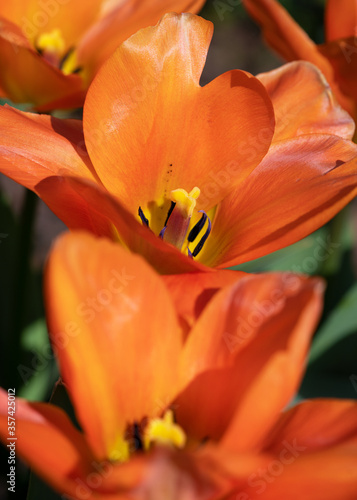 Tulip  Tulipa