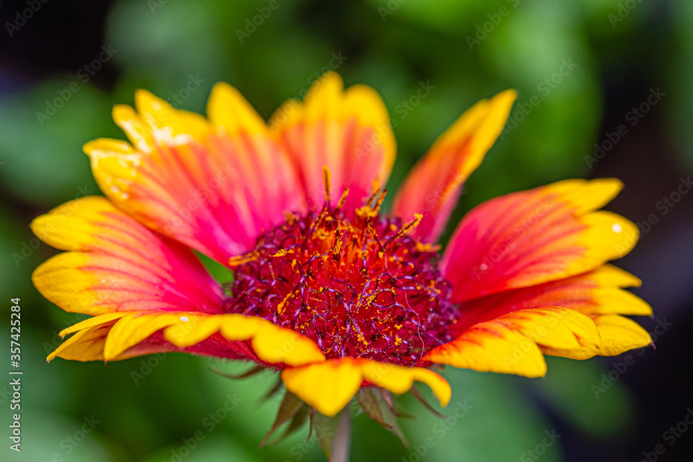 flower gaillardia aristata close up flower gaillardia aristata close up