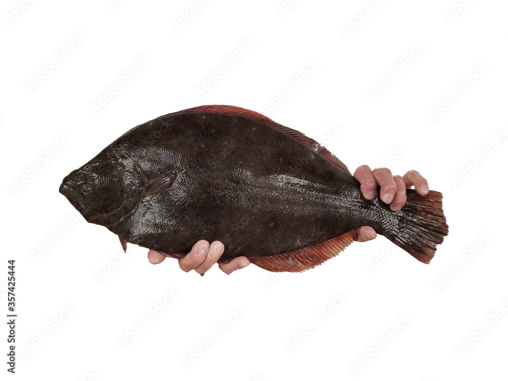 Fototapeta premium Close up on flounder fish being held by hands, isolated, seafood