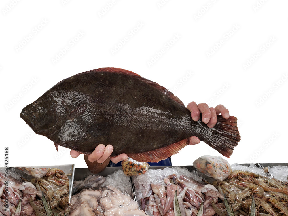 Fototapeta premium Close up on flounder fish being held by hands, seafood