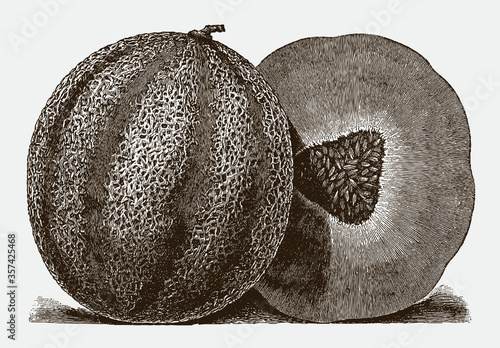 Exterior and cross section view of muskmelon lying on the ground, after antique engraving from early 20th century