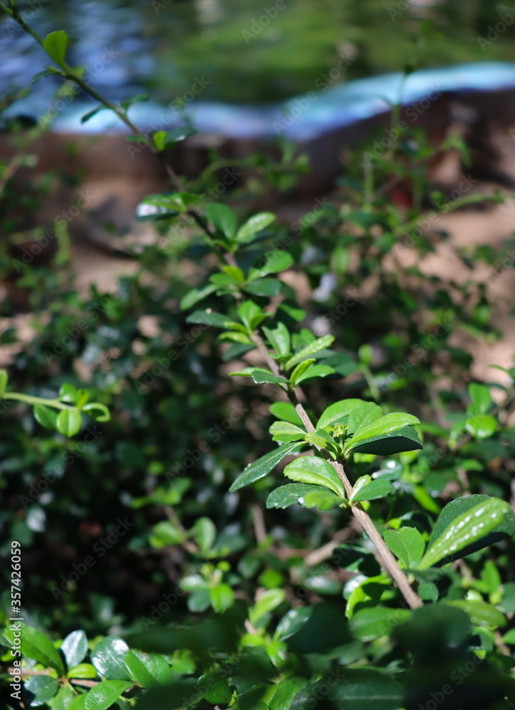 ฺฺBright sunlight, shining on green leaves, with a blurred background ฺฺBright sunlight, shining on green leaves, with a blurred background
