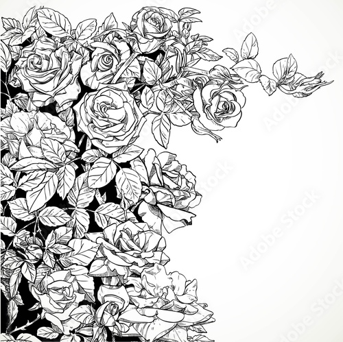 White background with vector drawing graphically climbing roses in black ink