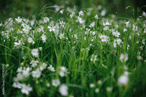 Field of blooming white windflower with warm light in summer