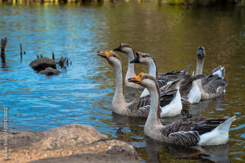 Geese and goslings swim in a pond