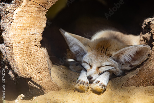 Sleeping baby fennec fox or dessert fox. Cute animal or wildlife portrait photo