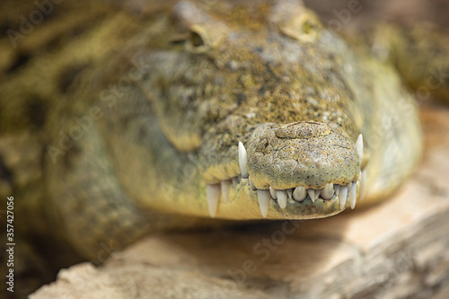 Crocodile head, sharp teeth and crocodile skin texture. Closeup animal portrait