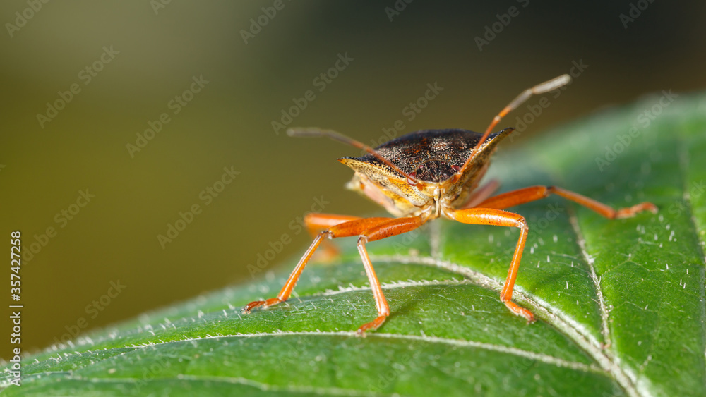 Fototapeta premium Red-legged shieldbug on green leaf