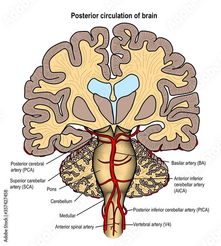 Anatomy of human's brainstem and its blood circulation system. photo