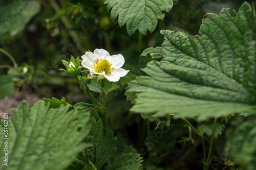 Blooming strawberry. Fragaria chiloensis. Becoming strawberry photo