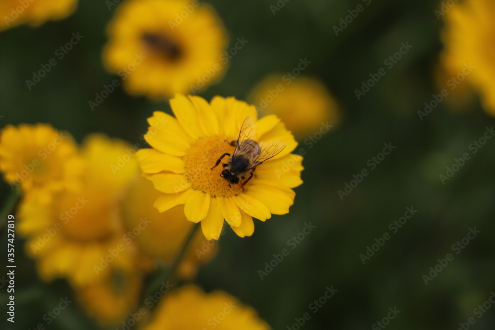 Bee on daisy daisy flower collecting pollen Bee on daisy daisy flower collecting pollen