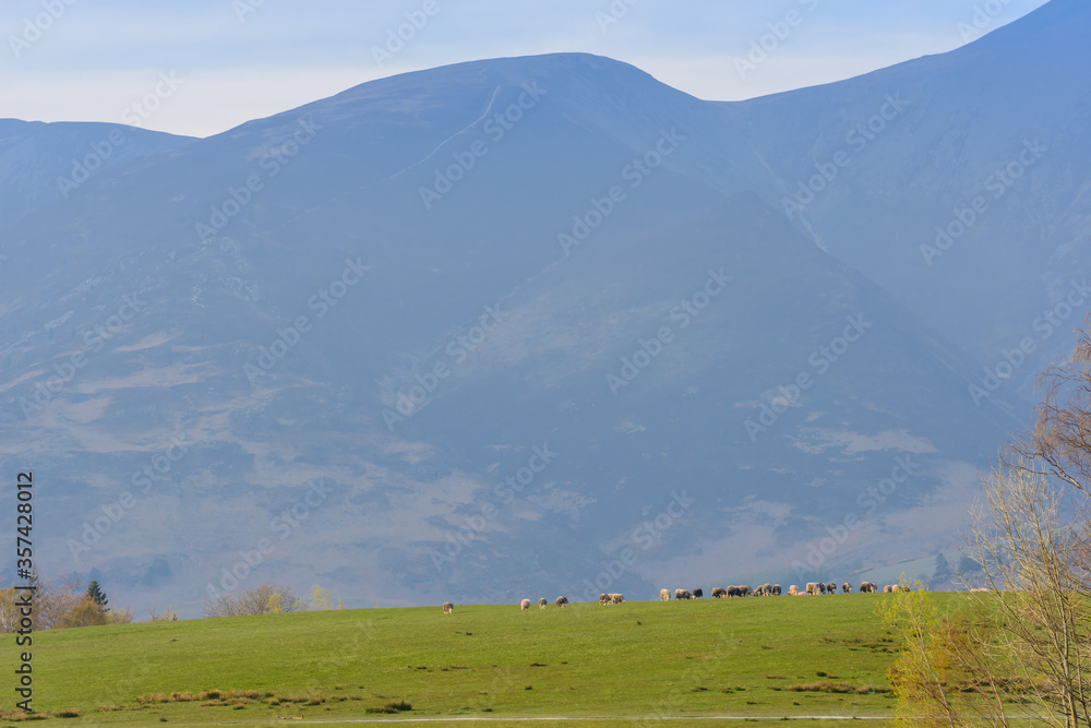 Obraz premium Sheep grazing by Derwentwater in Crow Park, Keswick, Lake District National Park, Cumbria, England, with Skiddaw mountain in the background, in April.