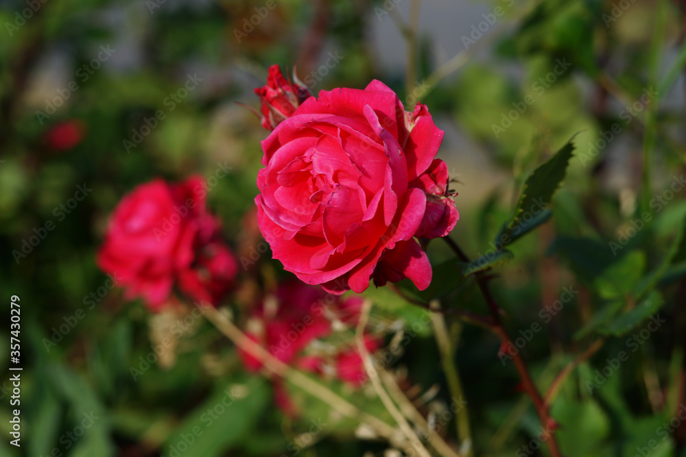 Red roses on a bush in the garden. Bright red-purple petals of a garden rose. Red roses on a bush in the garden. Bright red-purple petals of a garden rose.