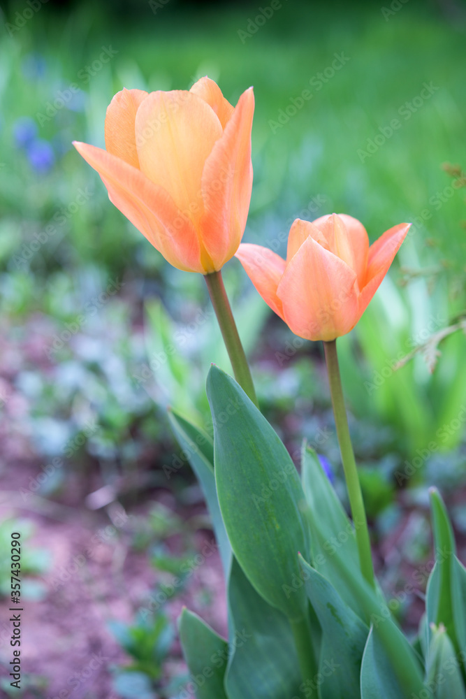 Fototapeta premium Two beautiful orande tulips in the garden
