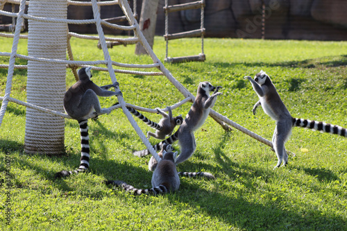 playing lemurs