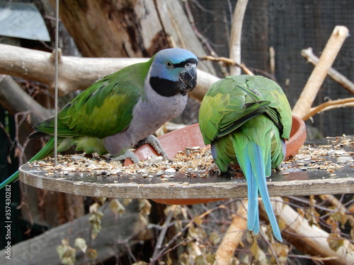 Lord Derby's parakeet / Derbyan parakeet (Psittacula derbiana) photo