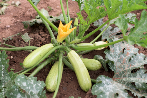 Zucchini plant with lot of fruits in a vegetable garden