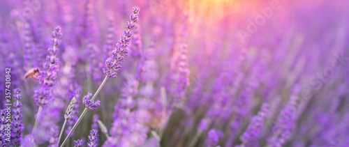 Sunset over a violet lavender field in Provence  France.