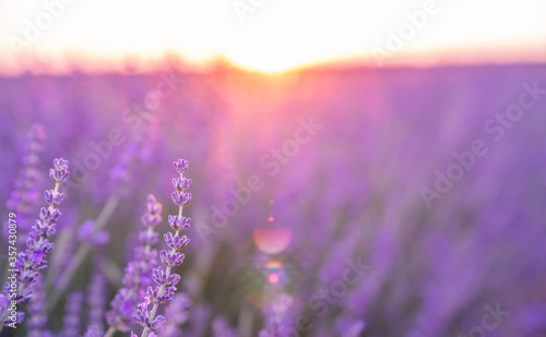 Beautiful blossoming lavender closeup background in soft violet color with selective focus  copy space for your text. Valensole lavender fields  Provence  France