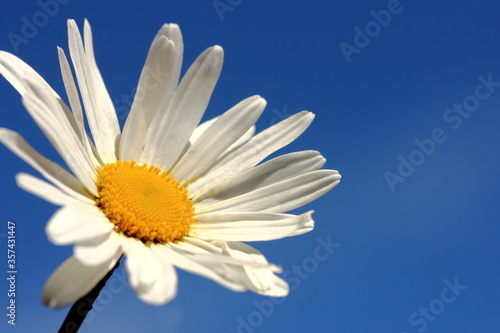 Beaytiful daisy flower against blue sky
