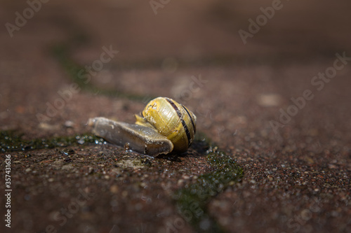 snail on the sidewalk during the rain
