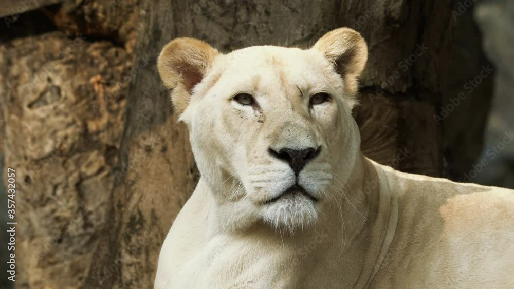 Close-up portrait of white female lion living in captivity. Wildlife and nature stock footage. Close-up portrait of white female lion living in captivity. Wildlife and nature stock footage.