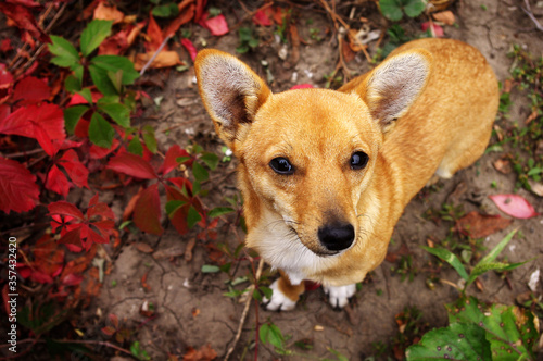  Red dog on a background of autumn leaves