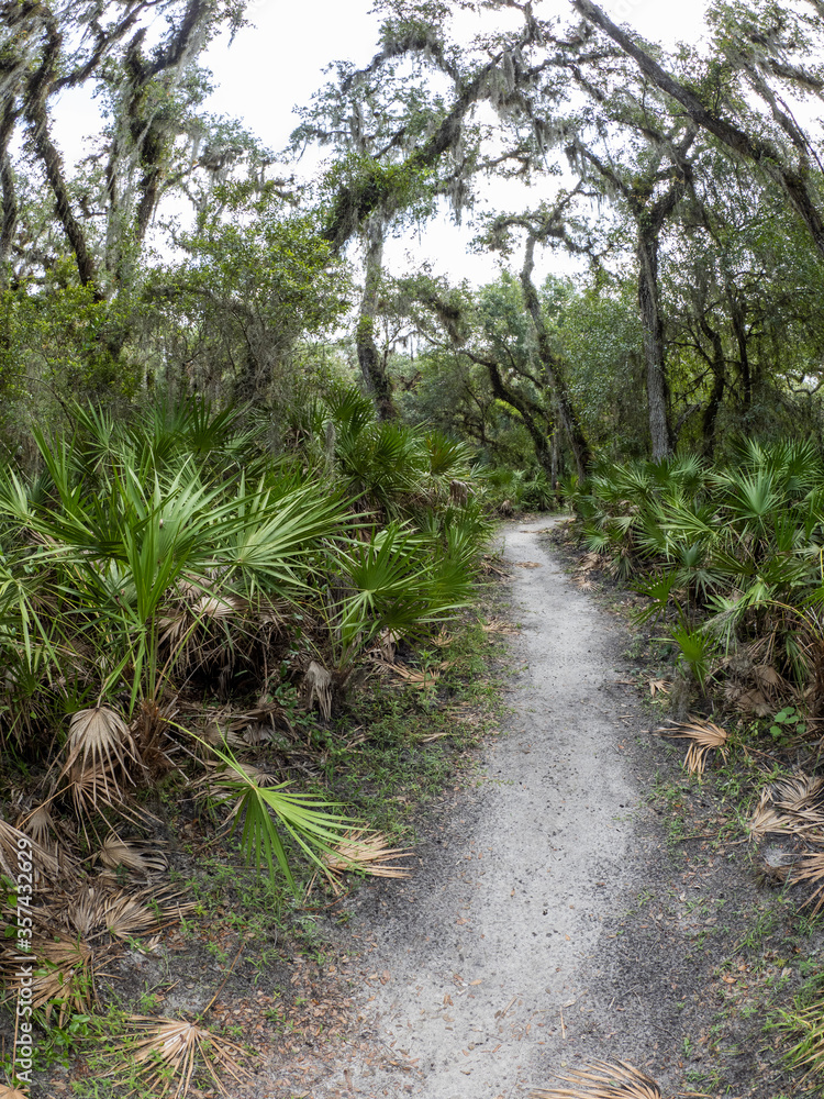 Trail in The William S Boylston Nature Trail area in Myakka River State Park in Sarasota Florida in the United States Trail in The William S Boylston Nature Trail area in Myakka River State Park in Sarasota Florida in the United States