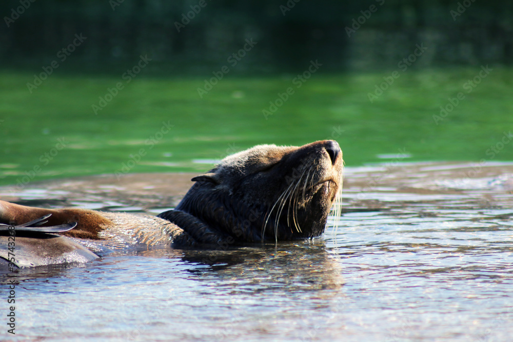 Fototapeta premium sea lion in the water