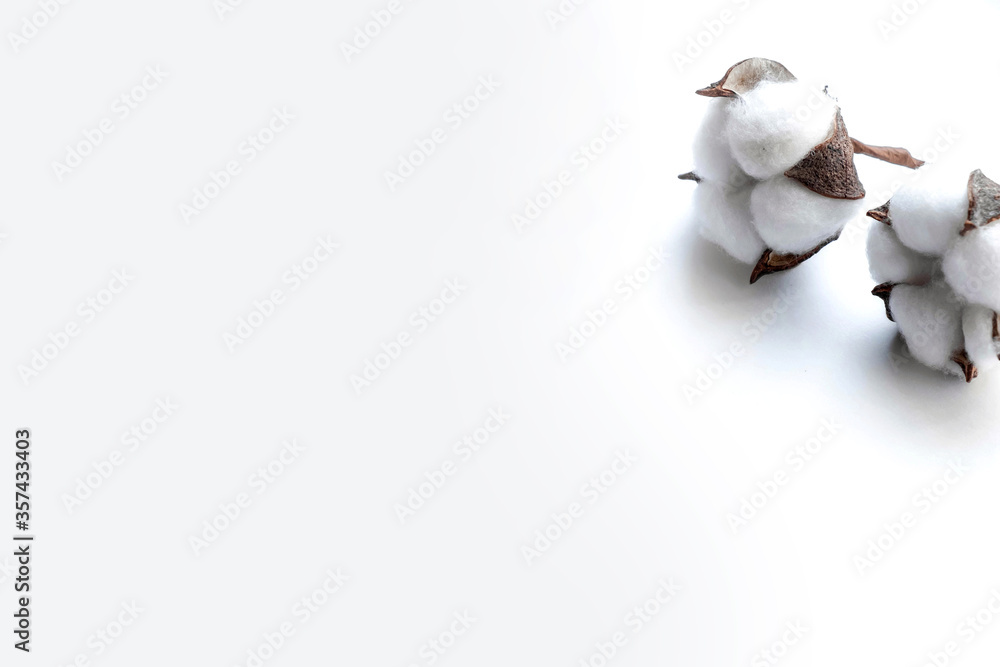 Cotton bolls on a white background. Fruits of cotton on a white background along the top edge. Cotton frame