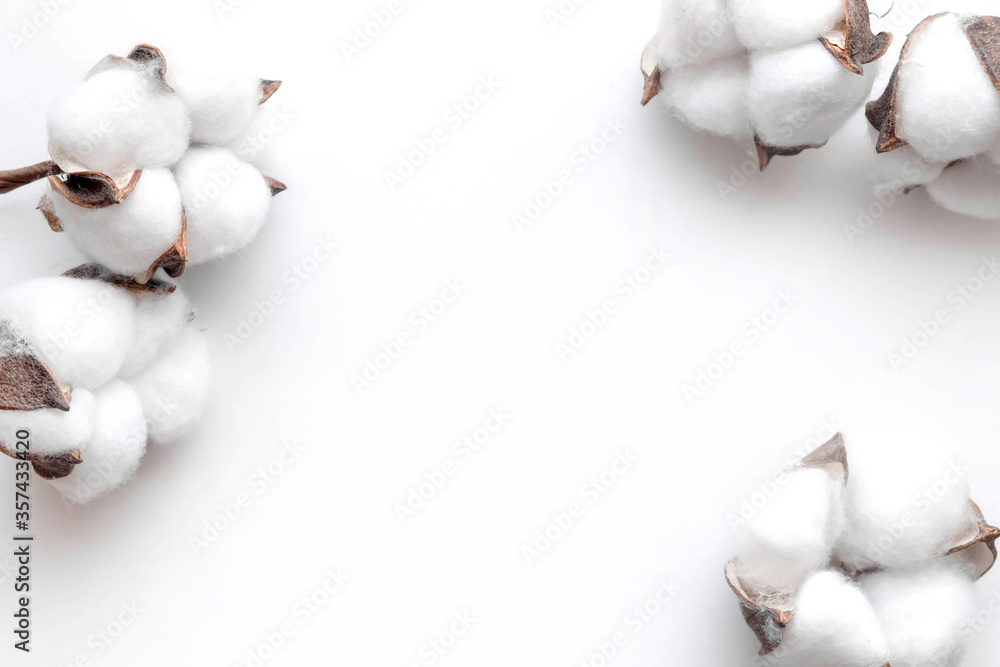 Cotton bolls on a white background. Fruits of cotton on a white background along the top edge. Cotton frame