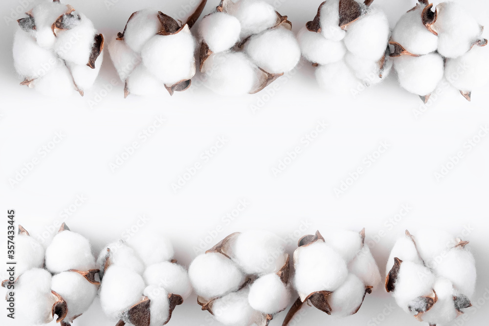 Cotton bolls on a white background. Fruits of cotton on a white background along the top edge. Cotton frame