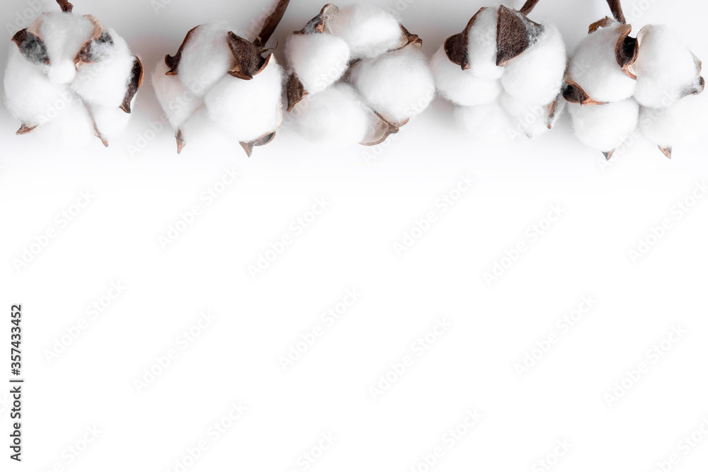 Cotton bolls on a white background. Fruits of cotton on a white background along the top edge. Cotton frame