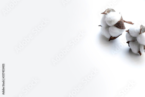 Obraz na płótnie Cotton bolls on a white background. Fruits of cotton on a white background along the top edge. Cotton frame w salonie