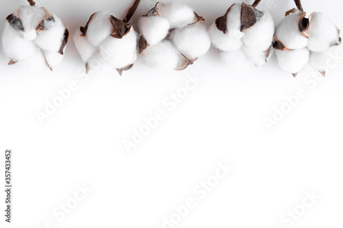 Obraz na płótnie Cotton bolls on a white background. Fruits of cotton on a white background along the top edge. Cotton frame w salonie