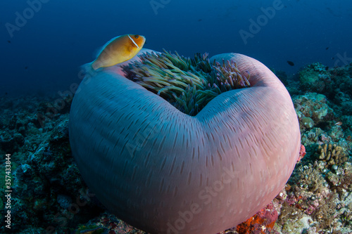 A Pink anemonefish, Amphiprion perideraion, swims close to its host anemone on a coral reef in Palau. This symbiosis is mutualistic and both species benefit from the relationship.