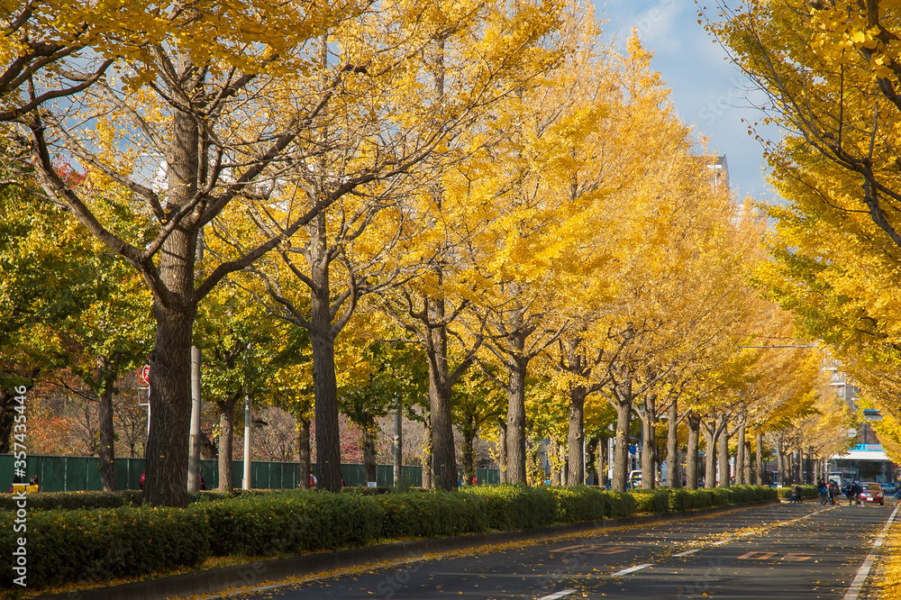 Avenue in Japan with Gingko trees along the two sides in autumn