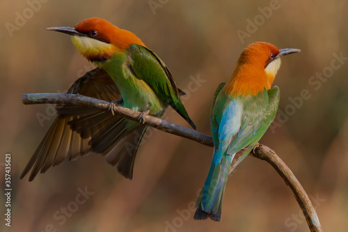Chestnut headed bee-eater perching on the branch